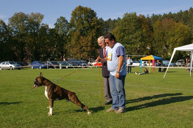 www.boxer-show.eu